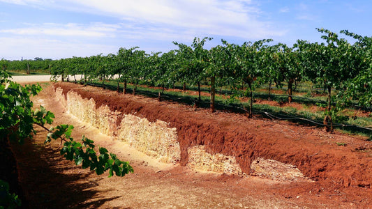 Coonawarra's famed terra rossa, the terrior for Coonawarra Cabernet